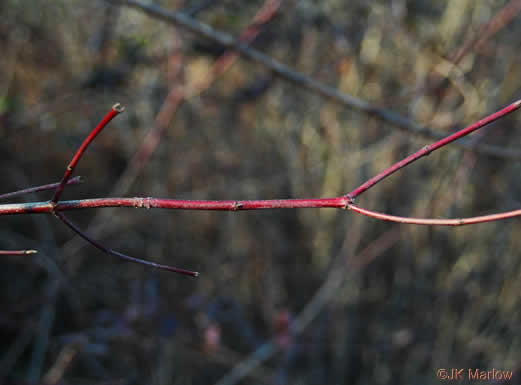 image of Swida amomum, Silky Dogwood, Bush Dogwood, Silky Cornel