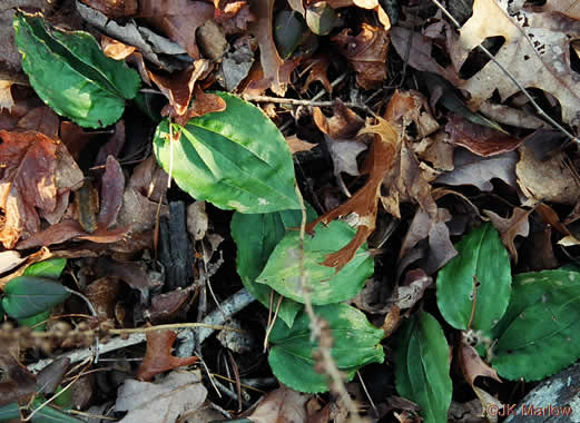 image of Tipularia discolor, Cranefly Orchid