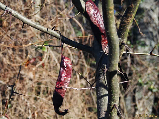 image of Gleditsia triacanthos, Honey Locust