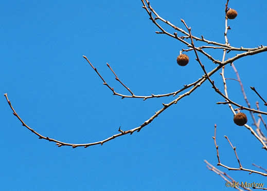 image of Platanus occidentalis var. occidentalis, American Sycamore, Planetree