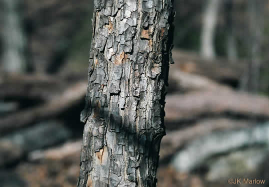 image of Halesia tetraptera var. tetraptera, Common Silverbell