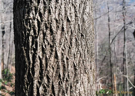 image of Carya tomentosa, Mockernut Hickory, White Hickory