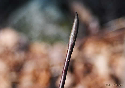 image of Magnolia fraseri, Fraser Magnolia, Mountain Magnolia, Earleaf Umbrella-tree, Umbrella Tree