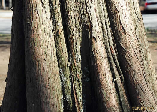 Taxodium distichum, Bald Cypress