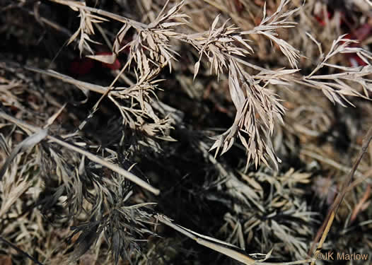 image of Dichanthelium acuminatum var. acuminatum, Woolly Witchgrass, Woolly Rosette Grass, Tapered Rosette Grass