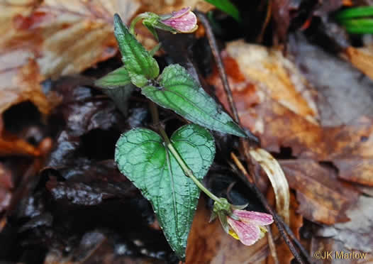 image of Viola hastata, Halberdleaf Violet, Halberdleaf Yellow Violet, Spearleaf Violet, Silverleaf Violet