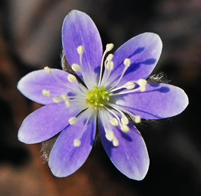 Hepatica americana, Round-lobed Hepatica, Round-lobed Liverleaf