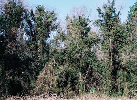 image of Hedera helix var. helix, English Ivy, Common Ivy