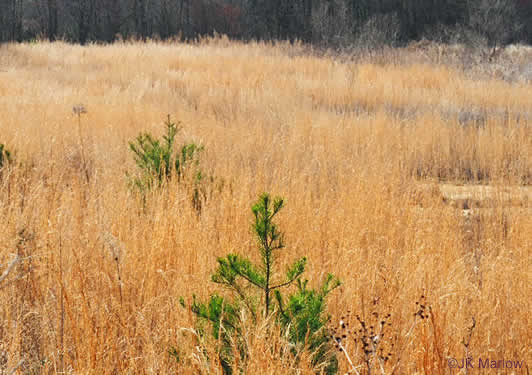 image of Andropogon virginicus var. virginicus, Broomsedge, Broomsedge Bluestem, Old-field Broomstraw, "Sedge Grass"