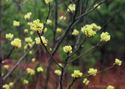 image of Sassafras albidum, Sassafras