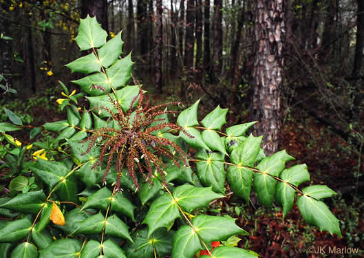 image of Mahonia bealei, Leatherleaf Mahonia, Chinese Mahonia, Holly-grape