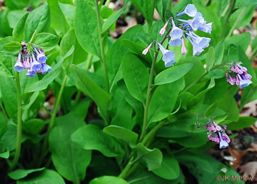 image of Mertensia virginica, Virginia Bluebells, Virginia Cowslip