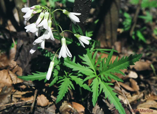 image of Cardamine concatenata, Cutleaf Toothwort