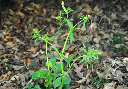 image of Ranunculus abortivus, Kidneyleaf Buttercup, Early Wood Buttercup, Small-flowered Buttercup, Kidneyleaf Crowfoot