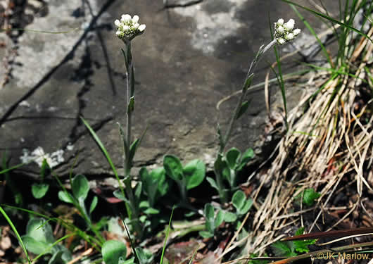 image of Antennaria plantaginifolia, Plantainleaf Pussytoes, Plantain Pussytoes