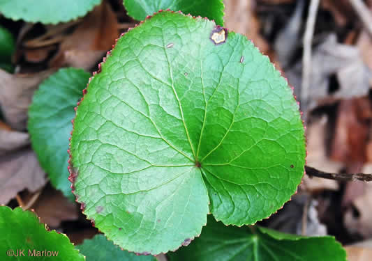 image of Galax urceolata, Galax, Beetleweed