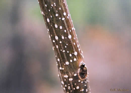 image of Paulownia tomentosa, Princess Tree, Empress Tree, Royal Paulownia