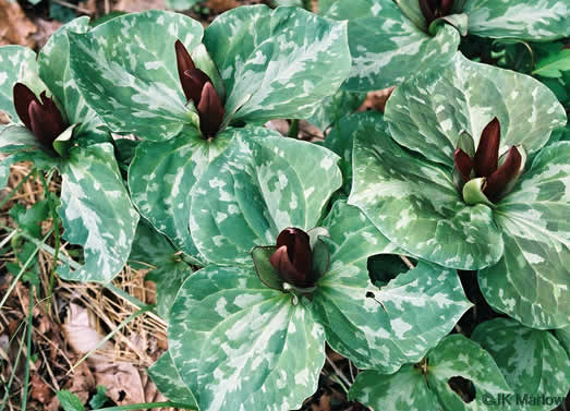 image of Trillium cuneatum, Little Sweet Betsy, Purple Toadshade