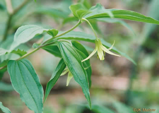 image of Prosartes lanuginosa, Yellow Mandarin, Yellow Fairybells