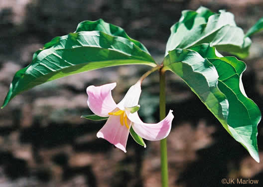 Catesby's Trillium