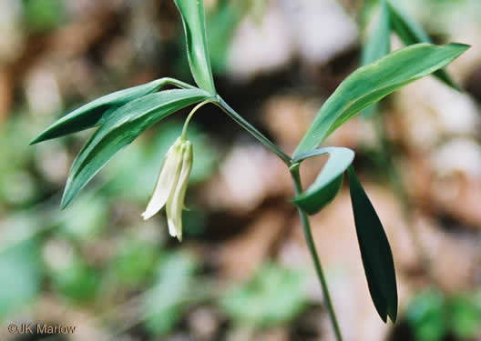 Uvularia sessilifolia, Wild-oats, Sessile-leaf Bellwort, Straw-lily