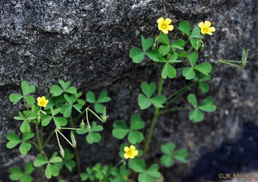 image of Oxalis dillenii, Southern Yellow Wood-sorrel, Slender Yellow Wood-sorrel