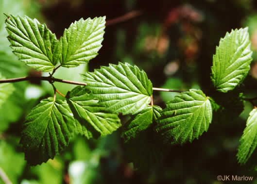 image of Viburnum recognitum, Smooth Arrowwood, Northern Arrowwood