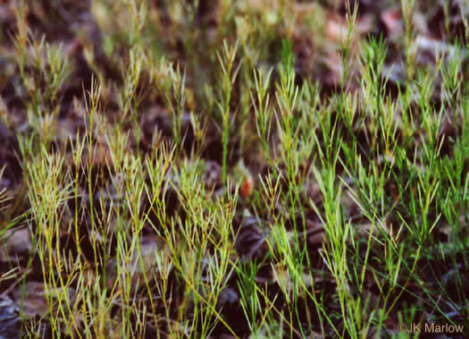 image of Cardamine hirsuta, Hairy Bittercress