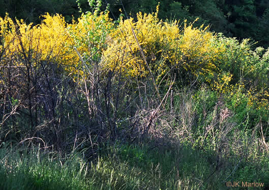 image of Cytisus scoparius, Scotch Broom