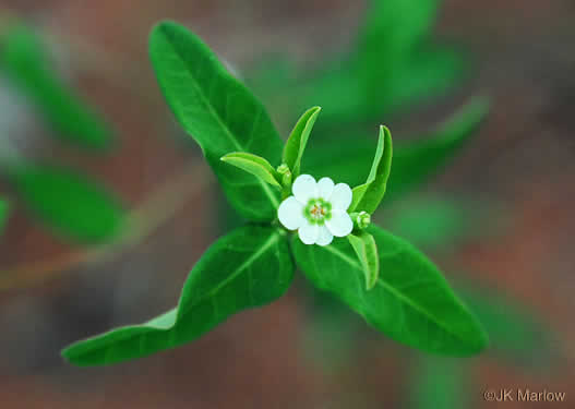 image of Euphorbia pubentissima, False Flowering Spurge, Southeastern Flowering Spurge, Southern Flowering Spurge