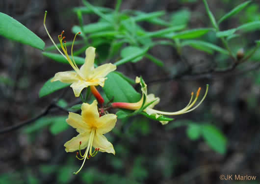 image of Rhododendron austrinum, Florida Flame Azalea, Yellow Azalea