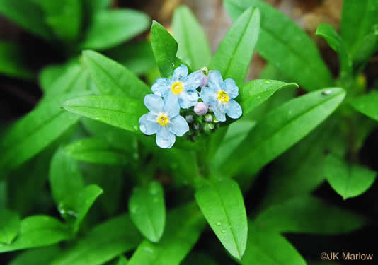 image of Myosotis laxa ssp. laxa, Smaller Forget-me-not, Marsh Forget-me-not, Tufted Forget-me-not