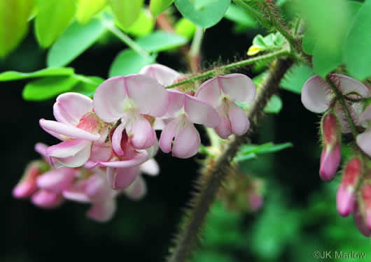 image of Robinia hispida var. hispida, Common Bristly Locust