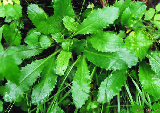 image of Micranthes micranthidifolia, Brook Lettuce, Mountain Lettuce, Branch Lettuce, Lettuceleaf Saxifrage