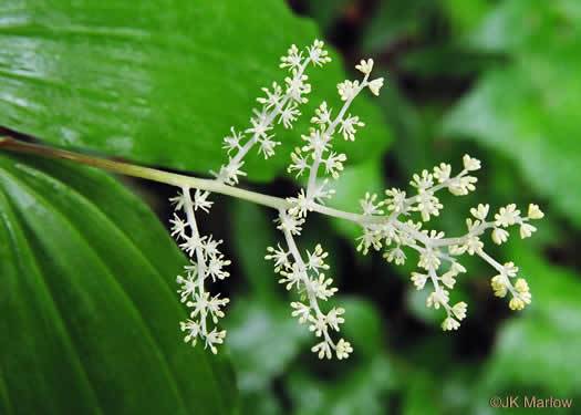 Maianthemum racemosum, False Solomon's Seal, Eastern Solomon's Plume, May-plume