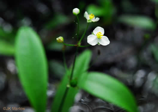 Bunched Arrowhead