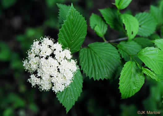 image of Viburnum recognitum, Smooth Arrowwood, Northern Arrowwood