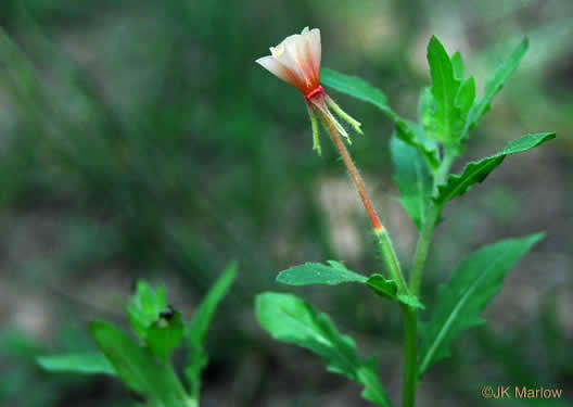 image of Oenothera laciniata, Cutleaf Evening Primrose