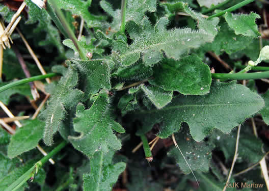 image of Hypochaeris radicata, Hairy Cat's-ear, Spotted Cat's-ear, Cat's Ear Dandelion