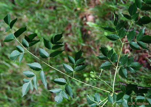 image of Melia azedarach, Chinaberry, Pride-of-India