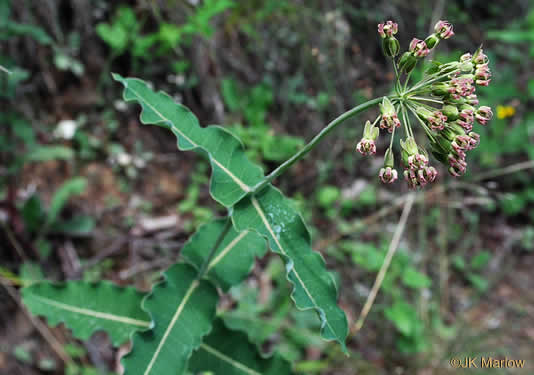 image of Asclepias amplexicaulis, Wavyleaf Milkweed, Clasping Milkweed, Sand Milkweed, Blunt-leaved Milkweed