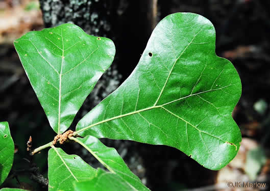 image of Quercus marilandica var. marilandica, Blackjack Oak