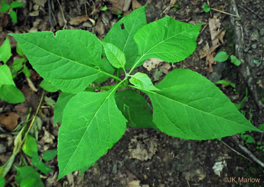 image of Verbesina occidentalis, Southern Crownbeard, Yellow Crownbeard