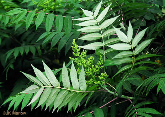 image of Rhus glabra, Smooth Sumac, Common Sumac