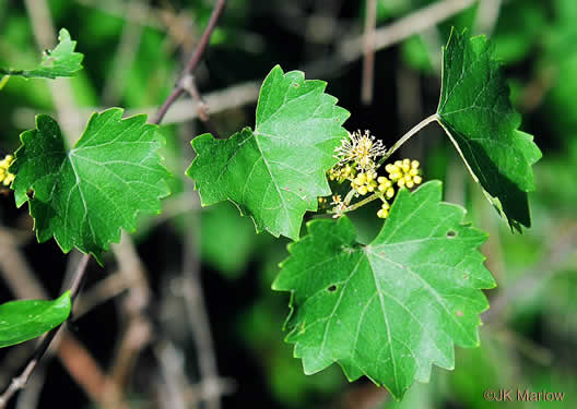 image of Muscadinia rotundifolia var. rotundifolia, Muscadine, Scuppernong