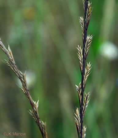 image of Lolium multiflorum, Italian Ryegrass, Annual Ryegrass