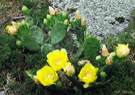 image of Opuntia mesacantha ssp. mesacantha, Eastern Prickly-pear