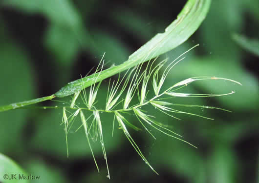 image of Elymus hystrix var. hystrix, Common Bottlebrush Grass, Eastern Bottlebrush-grass