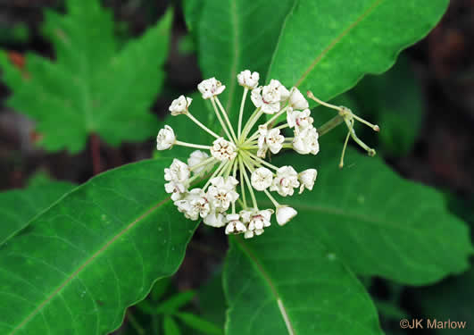 image of Asclepias variegata, White Milkweed, Redring Milkweed, Variegated Milkweed