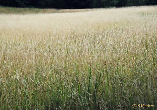 image of Danthonia sericea, Silky Oatgrass, Downy Oatgrass, Downy Danthonia